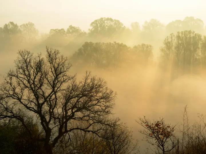 Bäume in dichtem Nebel - Symbol für fehlende Klarheit beim Loslassen